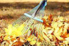 Raking fall leaves with rake